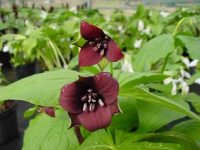 Deepest red petals and anthers